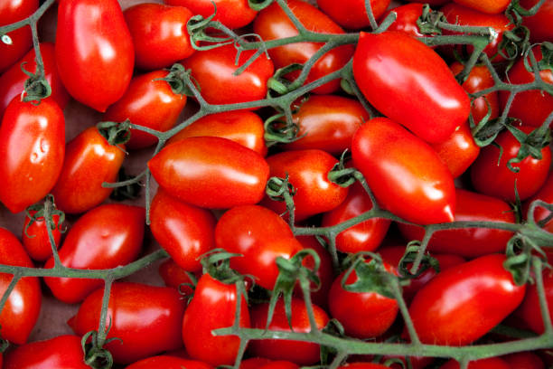 plum maturi sul vine - plum tomato immagine foto e immagini stock