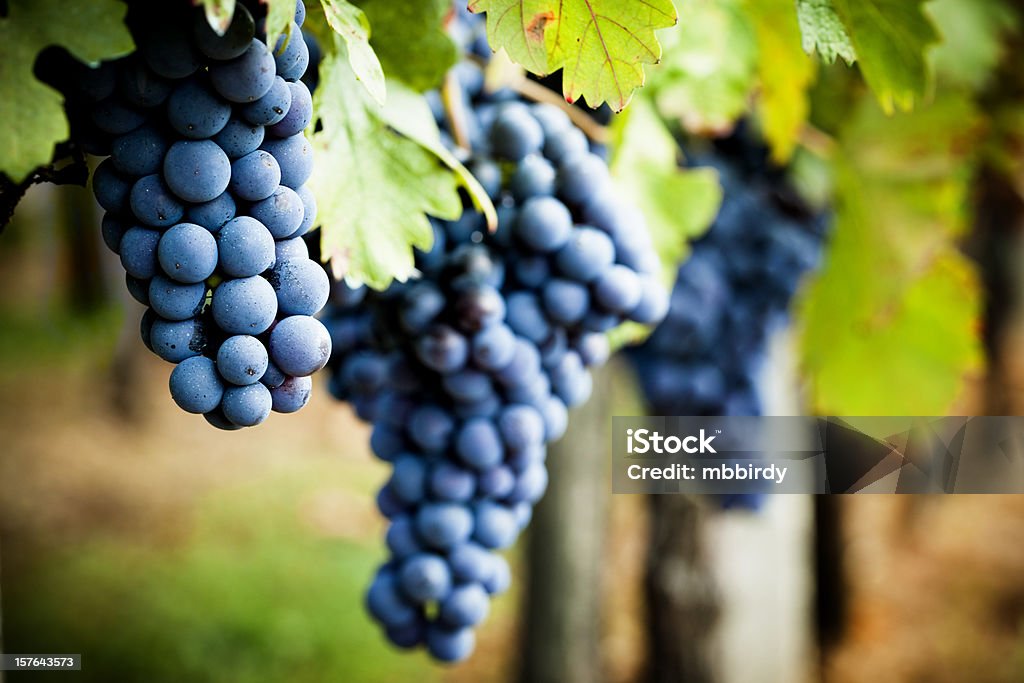 Grapevine en otoño - Foto de stock de Uva libre de derechos