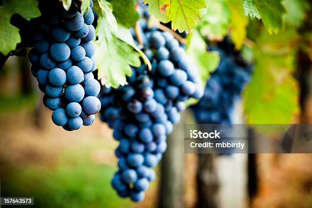 Grapevine En Otoño Foto de stock y más banco de imágenes de Uva - Uva, Vino, Parra