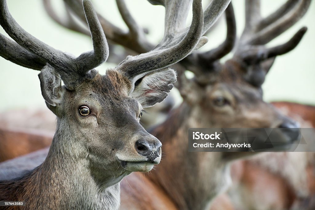 Friedliche Stags - Lizenzfrei Geweih Stock-Foto