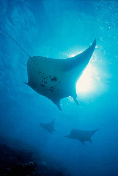istock Flight of the Mantas, Manta birostris 157643631