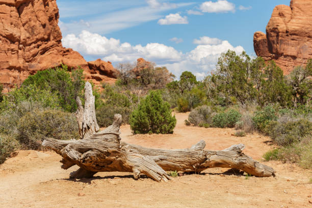 Typical landscape of Utah with Dry Tree Trunk Lying on the Ground among Sandstone Rock Formations in Arches National Park, USA