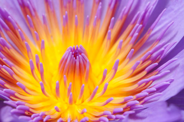 istock Blooming Lotus - Water Lily close up 157643933
