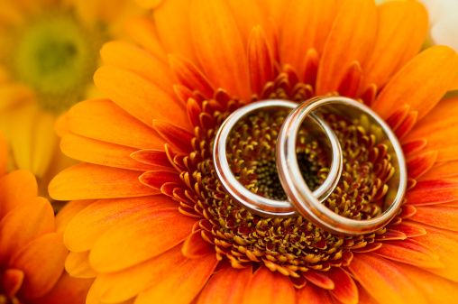 Two golden wedding rings (white gold) laying in the Bridal Bouquet on beautiful orange margherita flower. Close-up.