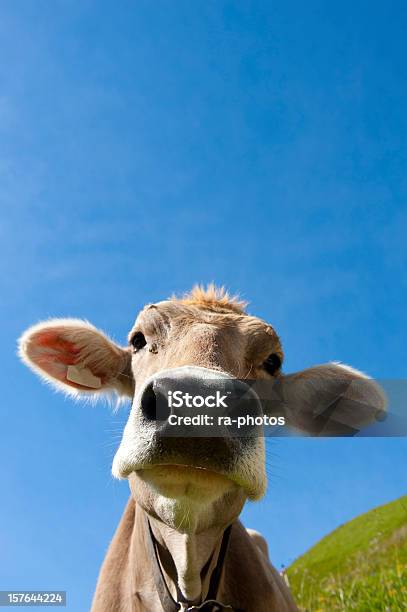 Cow 암소에 대한 스톡 사진 및 기타 이미지 - 암소, 축우, 귀여운