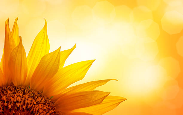 Sunflower stock photo