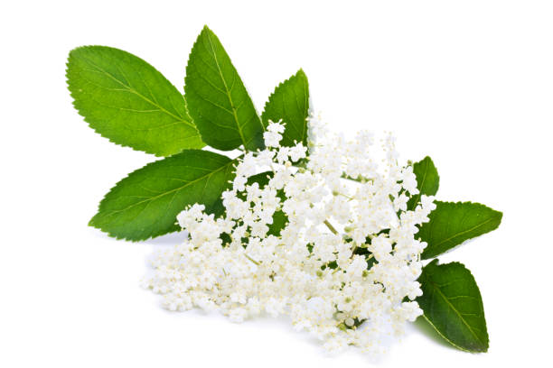 elderberry blossom elderberry blossom on white, ingredient for herbal tea elderberry photos stock pictures, royalty-free photos & images