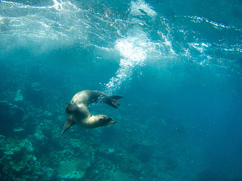 Playful sealion leaves a curving trail of underwater bubbles under splashing waves in the Galapagos sea 