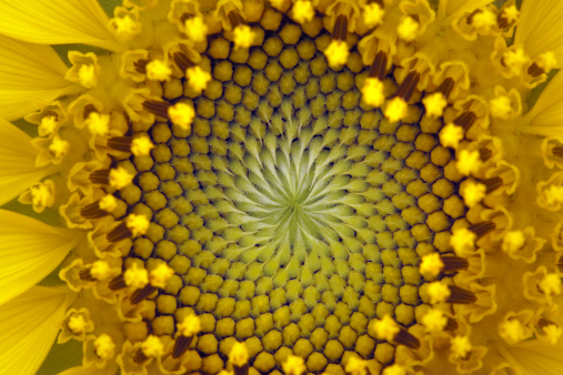 a macro of a sunflower in it's early stages of bloom