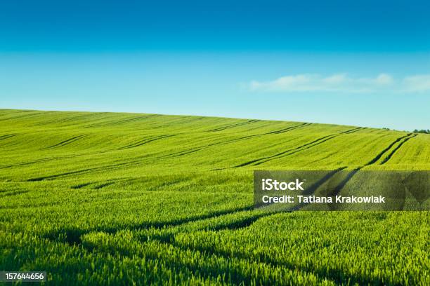 Foto de Campo Verde e mais fotos de stock de Campo - Campo, Azul, Colheita