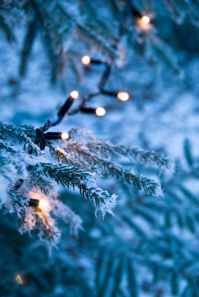 istock Winter Sparkle Christmas lights in real frosed tree 157644737