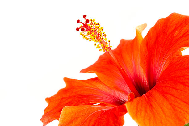 istock Macro view of blooming red-orange hibiscus flower 157644739