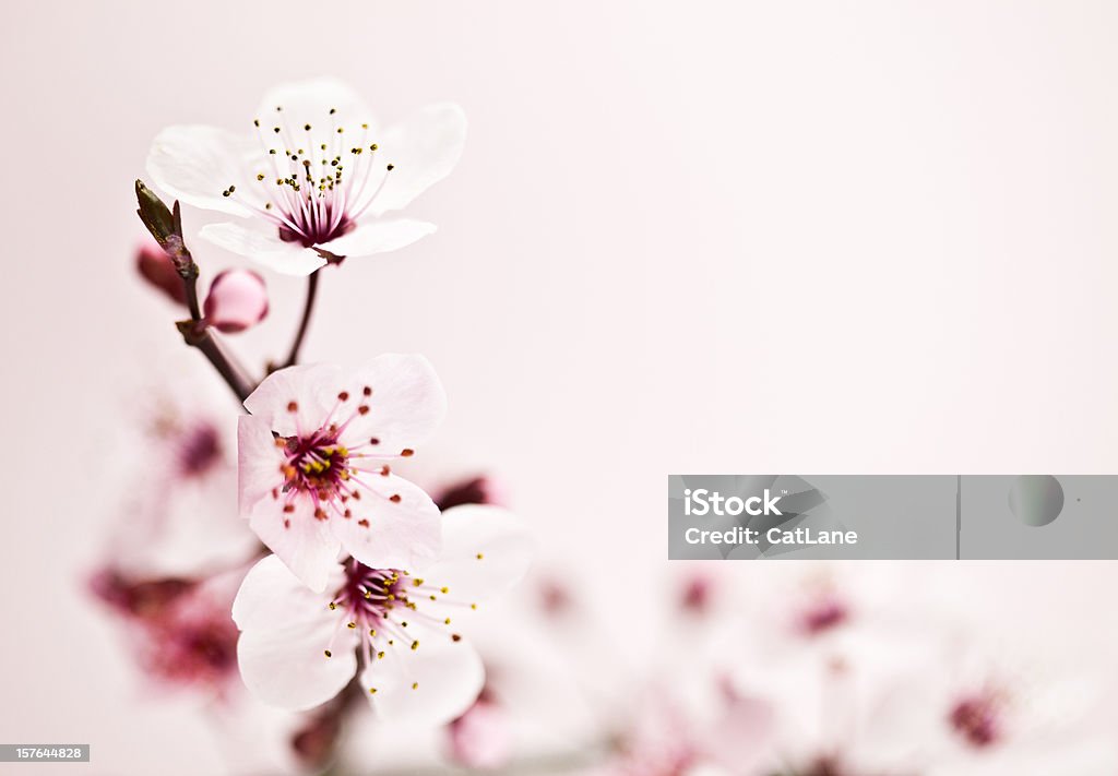 Sakura Cherry Blossom Extreme macro shot of beautiful Sakura (Japanese cherry blossom). Beauty In Nature Stock Photo