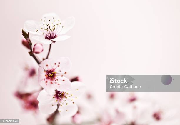 Sakura Cherry Blossom Stock Photo - Download Image Now - Beauty In Nature, Blossom, Branch - Plant Part