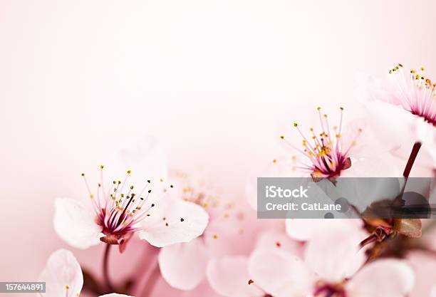 Sakura Flor De Cerejeira - Fotografias de stock e mais imagens de Beleza natural - Beleza natural, Botão - Estágio de flora, Cor de rosa