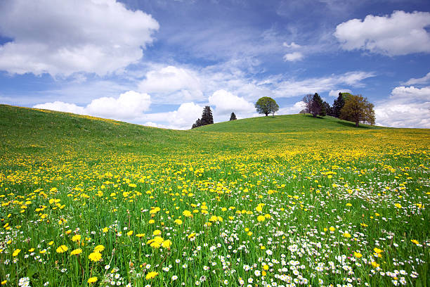 bayerische frühling meadow - clear sky nature landscape field stock-fotos und bilder