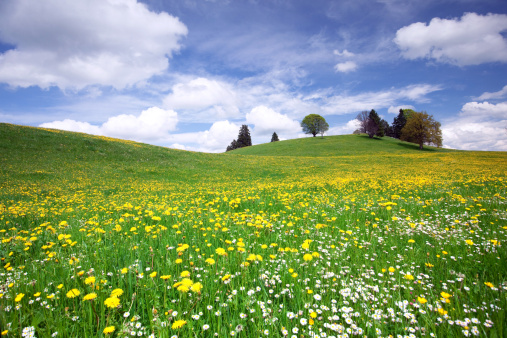 The town of Bad Aibling in Upper Bavaria, Germany in early spring. Spring Bad Aibling. Gently blue sky and green meadows in Bavaria, Germany. A field with grass and yellow dandelions under a blue sky with white clouds.