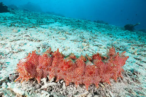 Spectacular macro-invertebrate Red-lined Sea Cucumber Thelenota rubralineata in the shallow water near Moyo Island, Sumbawa, Indonesia. 