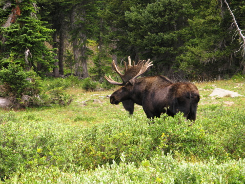 Bull moose surrounded by a forest of vegetation it feeds on.  The male's antlers grow as cylindrical beams projecting on each side of the head at right angles to the midline of the skull, and then fork. The lower prong of this fork may be either simple, or divided into two or three tines, with some flattening.
