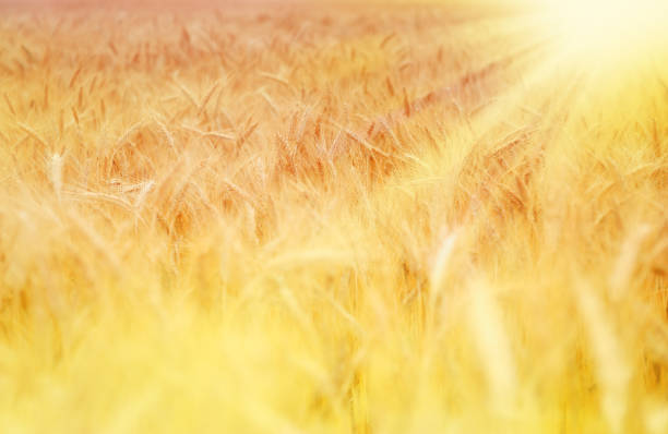 istock Wheat field and sun beams 157645206