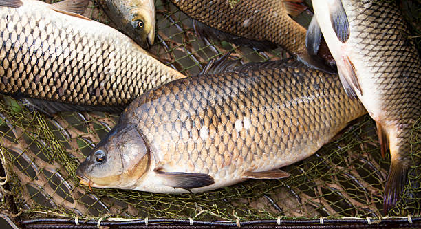 Carps in the landing net: fishing farm Close-up shot of several dead carps lying motionless in a wet fishing net. Sunlight is reflected off of their shiny beige scales. They have just been freshly caught on a fishing farm. They can be cook now like to be honest I'm hungry like lets go. carp stock pictures, royalty-free photos & images