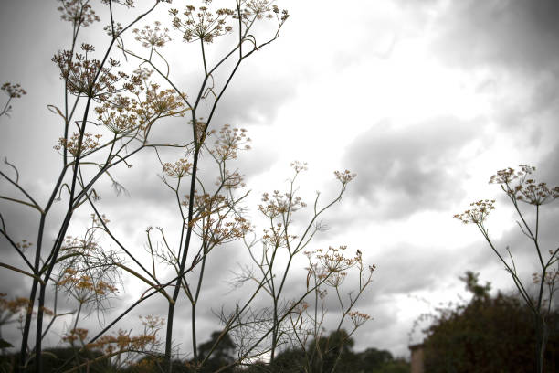 istock Fennel Plant and Autumn Sky 157645351