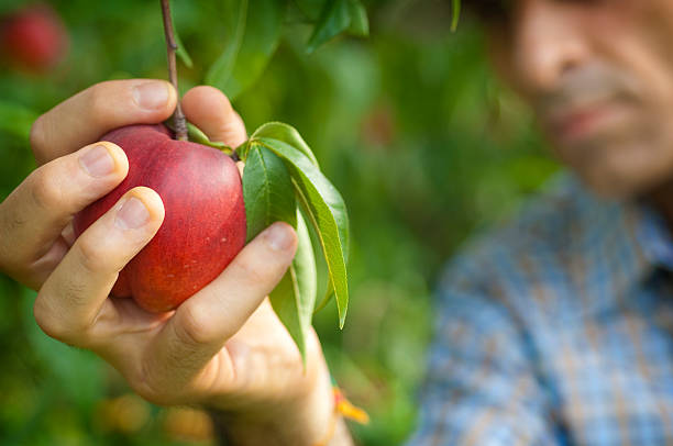 istock Man Harvesting a Ripe Peach 157645357
