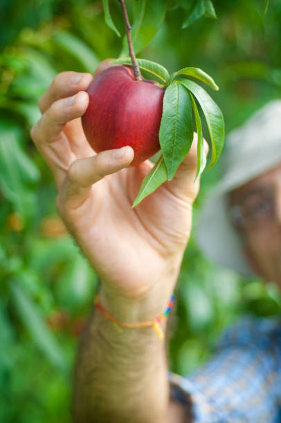 istock Man Harvesting a Ripe Peach 157645362
