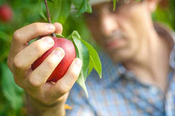 istock Man Harvesting a Ripe Peach 157645371