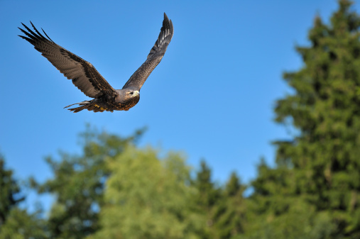 Imperial eagle flying in front of blue sky over the trees.