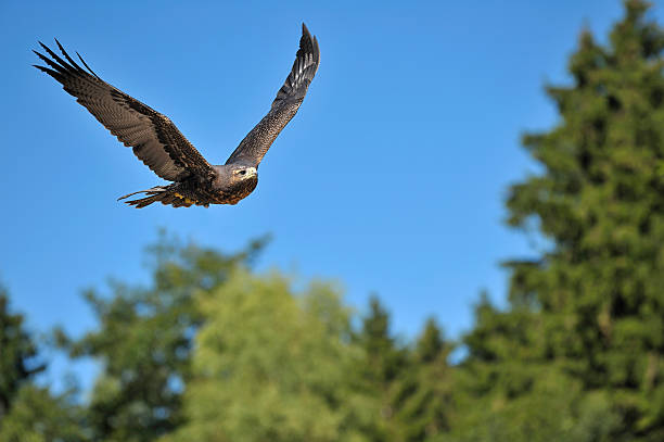 Imperial Eagle Flying Imperial eagle flying in front of blue sky over the trees. aquila heliaca stock pictures, royalty-free photos & images