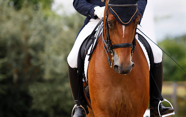 Dressage scene Portrait of a generic dressage horse. Shallow DOF. Canon Eos 1D MarkIII. dressage stock pictures, royalty-free photos & images