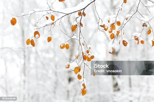 Winter Forest Stock Photo - Download Image Now - Leaf, Frozen, Red
