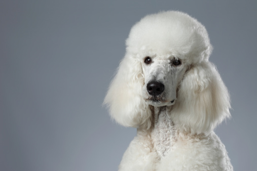 Portrait of  white poodle. Very shallow DOF .