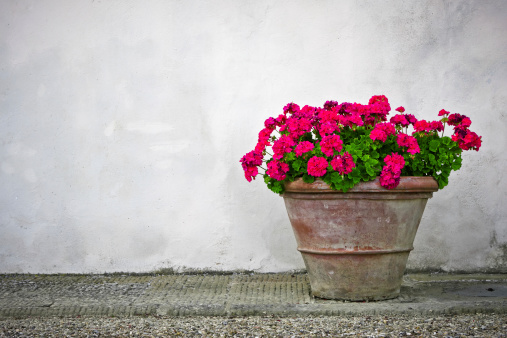 Old terracotta pot with red geranium flowers on a white wall background. The location is an old castle in the middle of the Chianti Region (Tuscany, Italy).