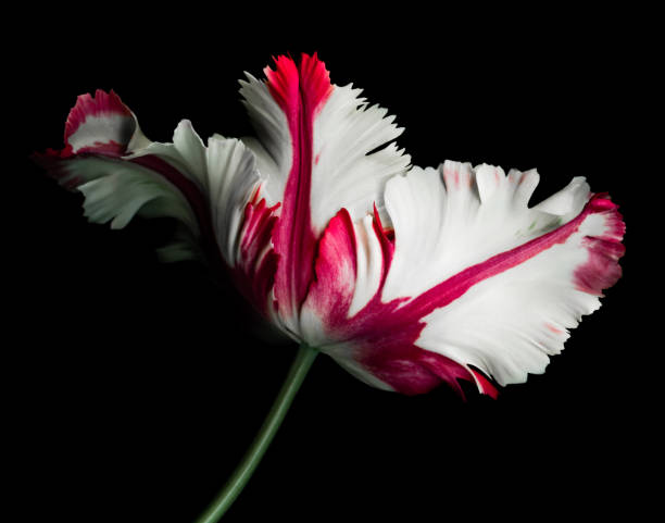 White and Red Parrot Tulip White and Red Parrot Tulip isolated against a black background.  Background as pure black which can be easily extended for copy. tulip petals stock pictures, royalty-free photos & images