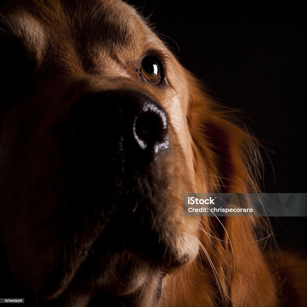 Adoptar un curioso mascotas labrador dorado - Foto de stock de Perro libre de derechos