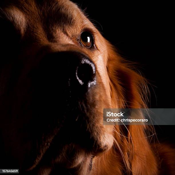 Adoptar Un Curioso Mascotas Labrador Dorado Foto de stock y más banco de imágenes de Perro - Perro, Dorado - Color, Alegre