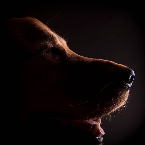 Canine Profile stock photo