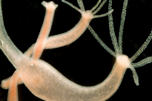 Brown hydra budding, Hydra oligactis. Fresh water, Diamond Lake, Oregon, USA. Live specimen, wet mount, 2.5X, oblique reflected illumination.