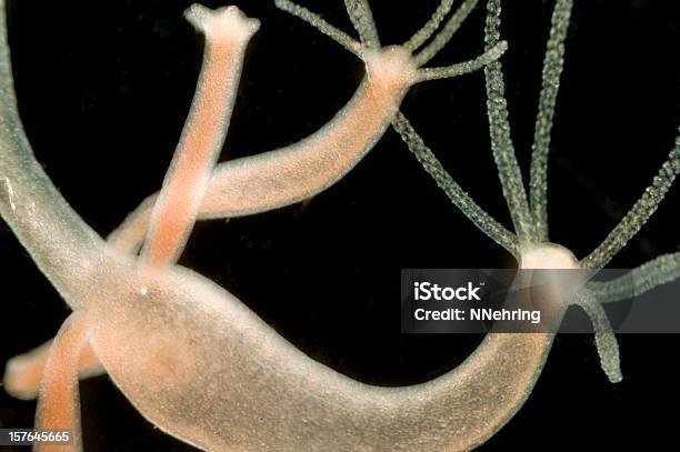 Hydra Oligactis Budding Stock Photo - Download Image Now - Hydra - Polyp Corals, Animal, Cloning
