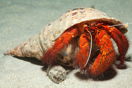The White-spotted Hermit Crab Dardanus megistos, also referred to as the Red Hermit Crab, has hairy red legs with black-edged white dots. It has unequal-sized claws -- the left one is larger -- which it will use to catch food. It lives inside empty gastropod shells. 