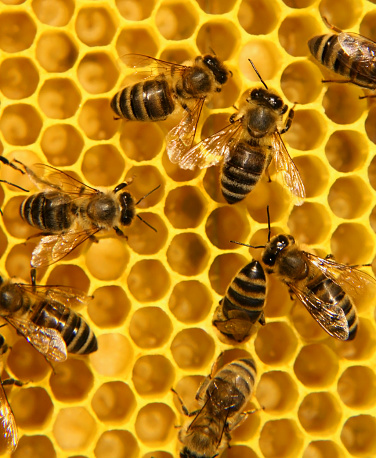 inside beehive