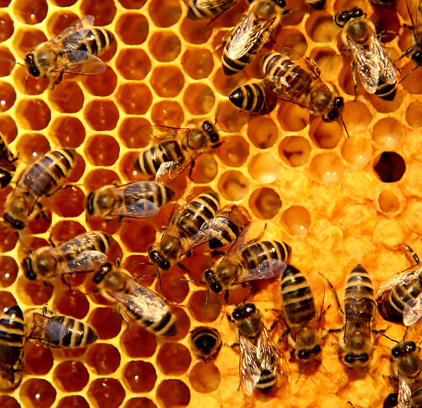 istock A bunch of bees on a honeycomb 157645821