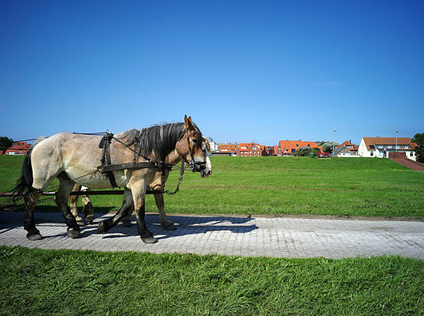 Man with horse head in a field
