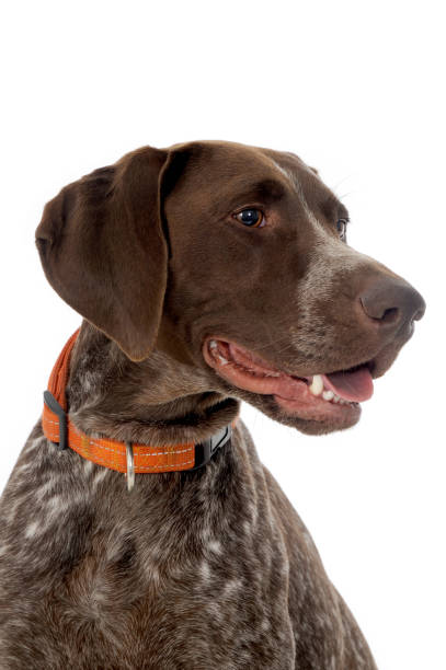 istock Portrait of a German Short-Haired Pointer 157645961