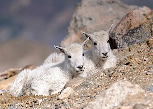 A pair of two month old Rocky Mountain Goat (Oreamnos americanus) kids