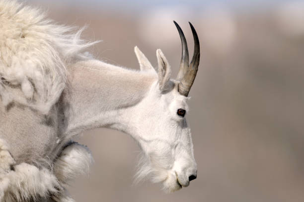 A portrait of a Rocky Mountain Goat.