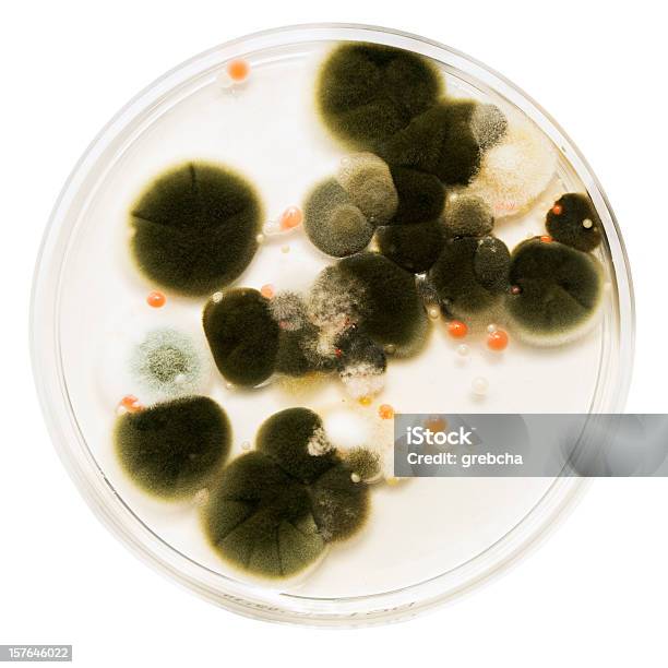 Placa De Petri Com Molde - Fotografias de stock e mais imagens de Disco de Petri - Disco de Petri, Ciência, Figura para recortar