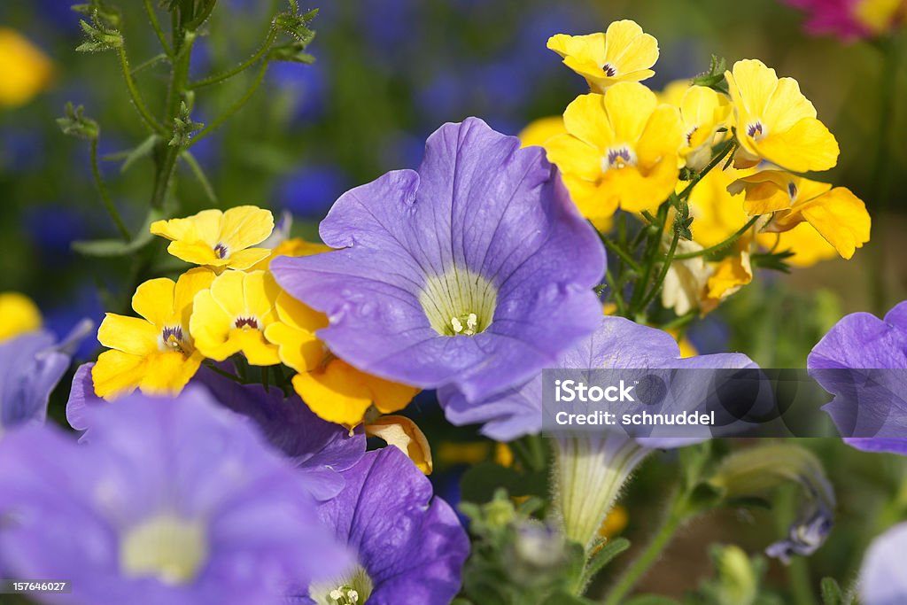 Purple colored petunias  Blossom Stock Photo